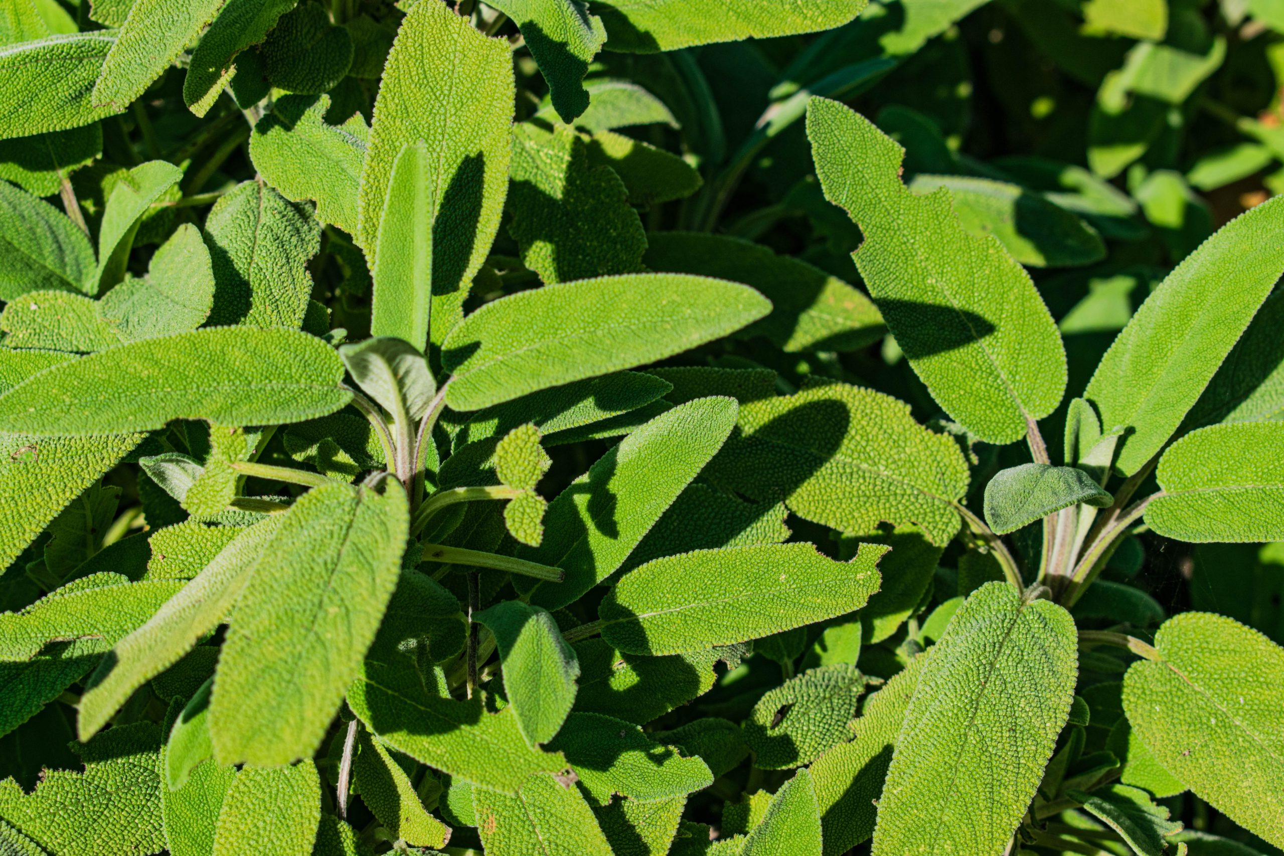DSC_0271