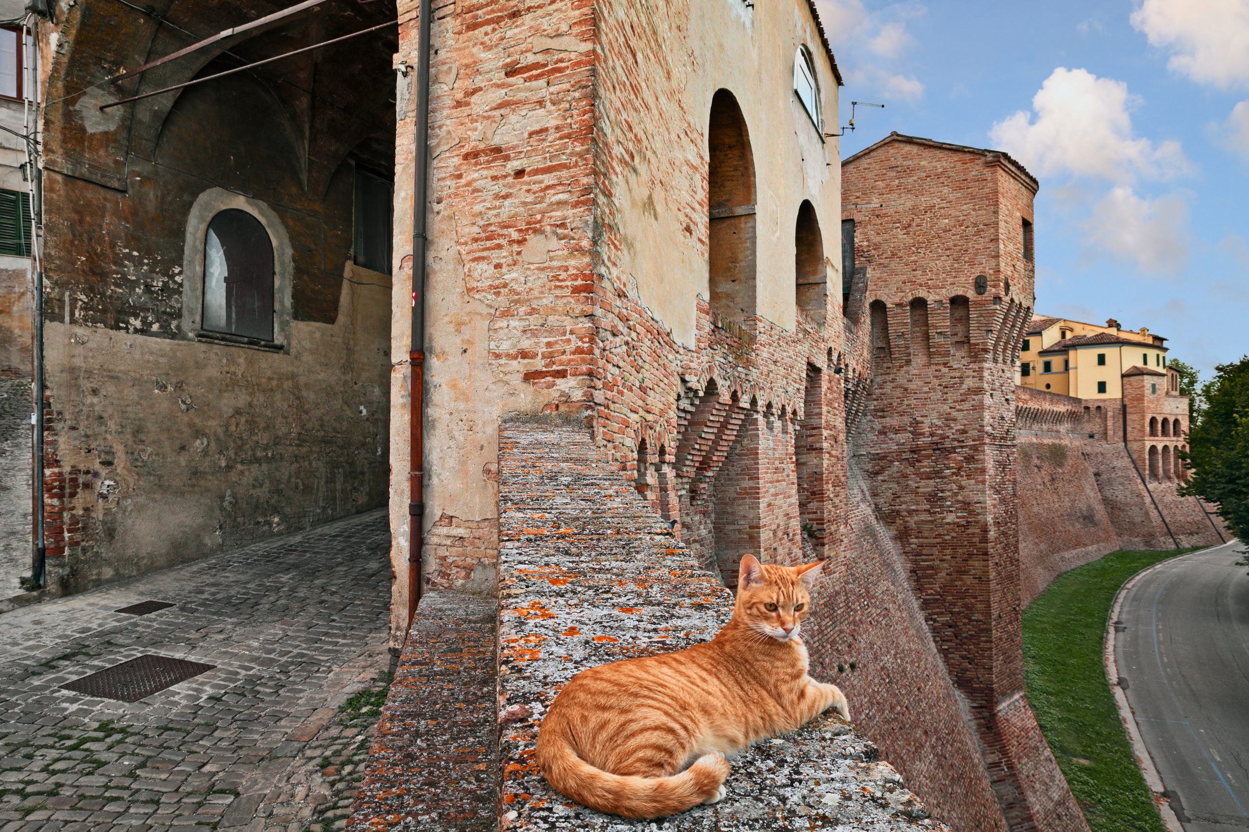 Jesi, Ancona, Marche, Italy: the ancient city walls that surround the old town and a cat on the wall