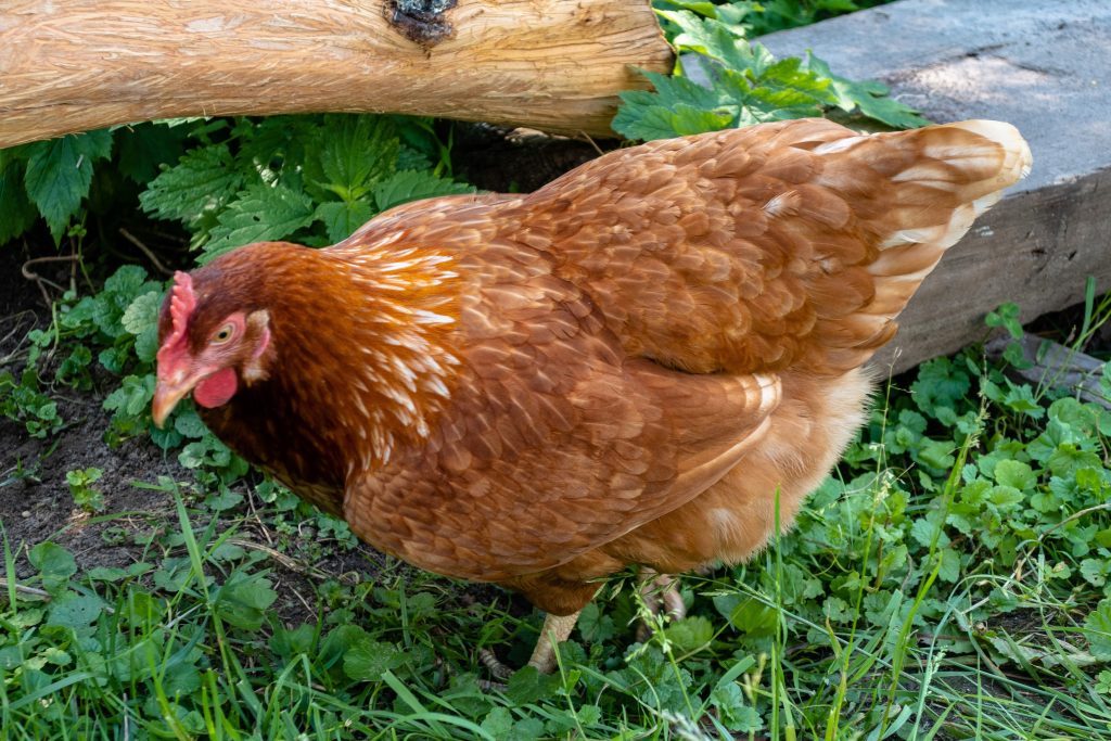 Free public domain CC0 photo.

More:

 View public domain image source here