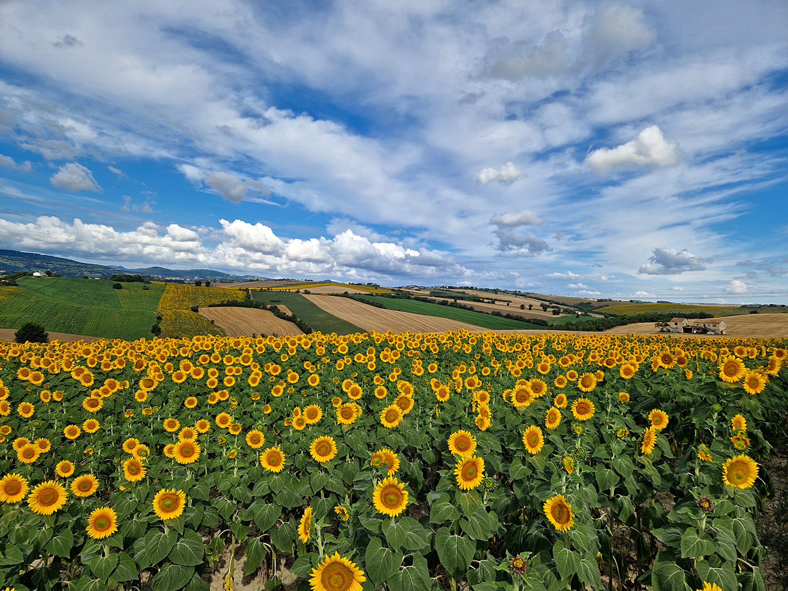 zonnebloemen bewerkt