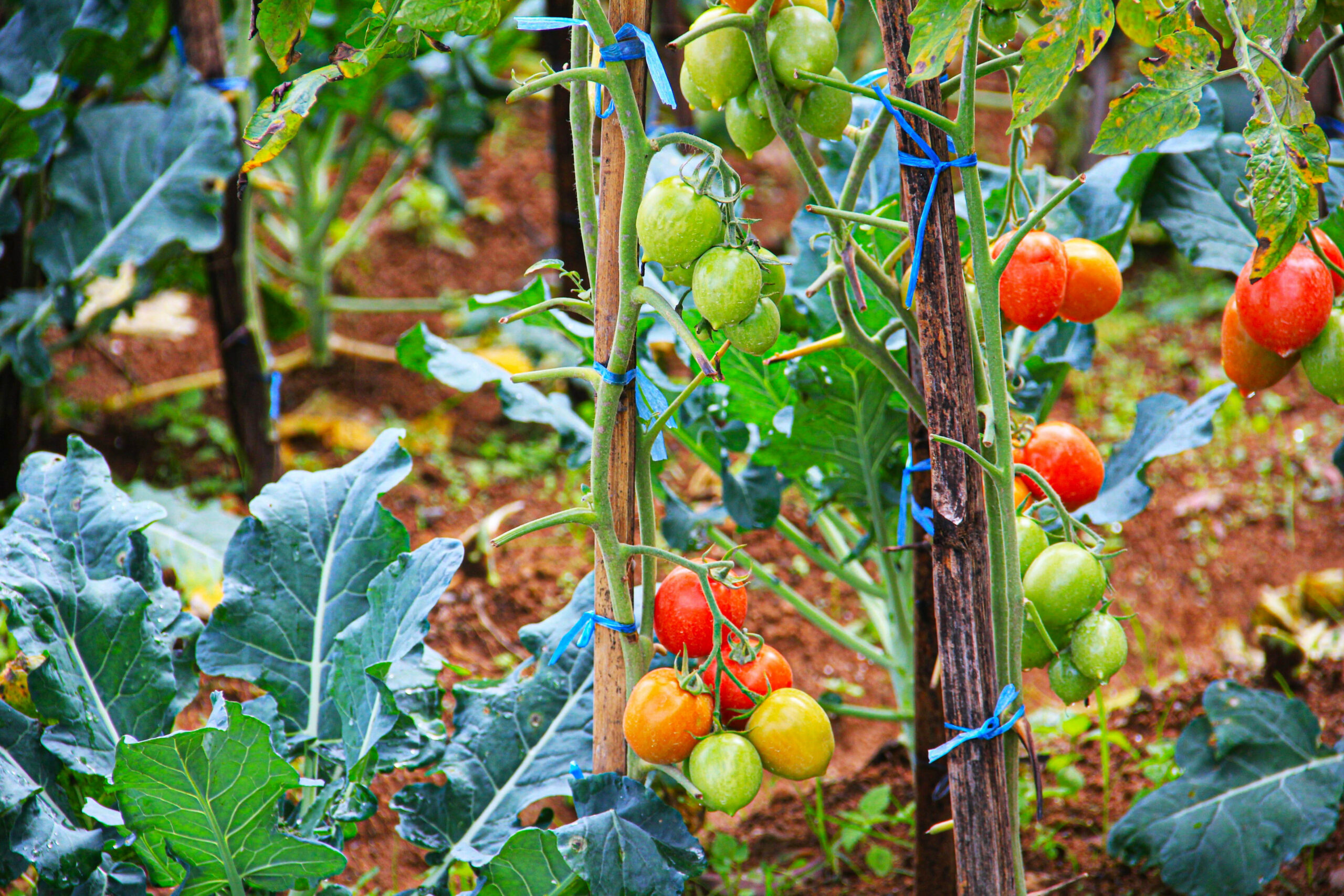 tomatoes in the garden